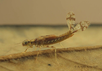 Argia sedula, nymph